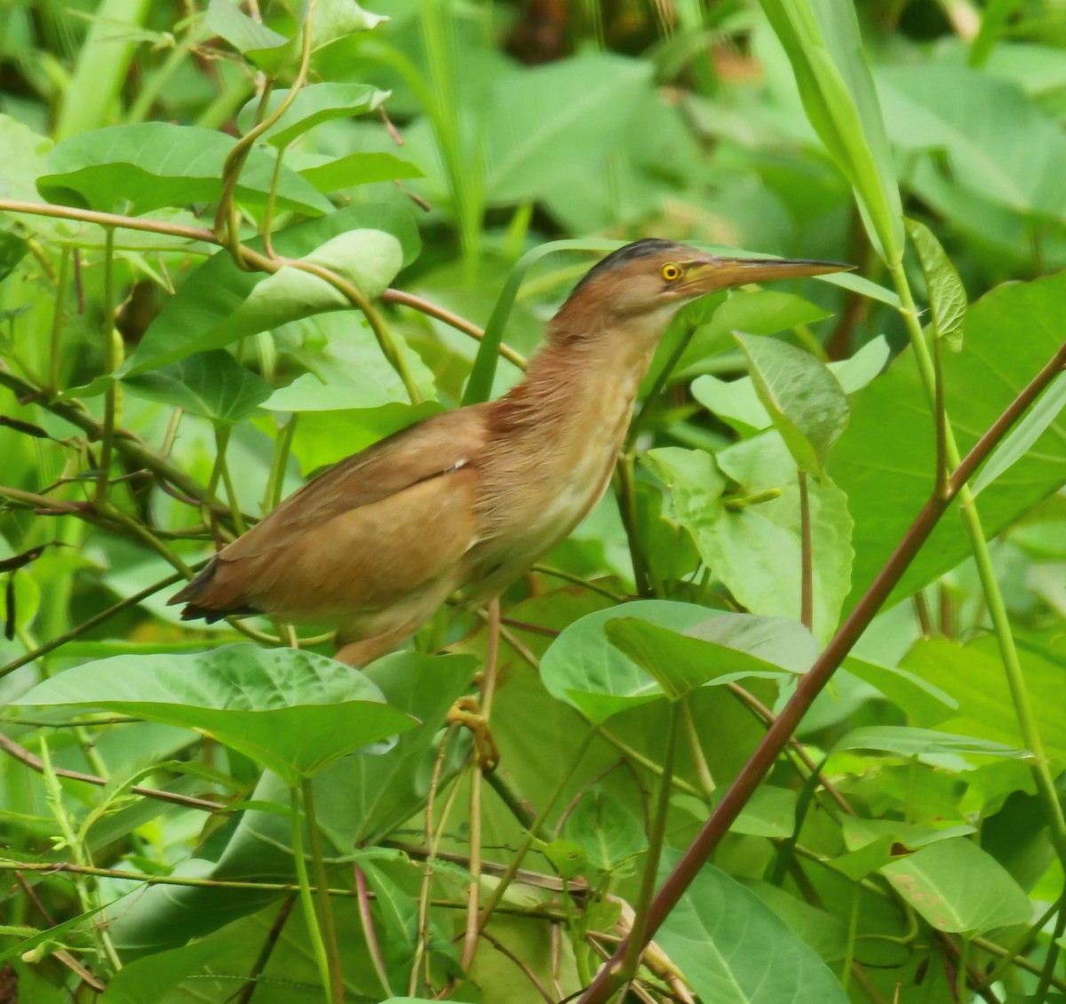 Yellow Bittern - ML633387632