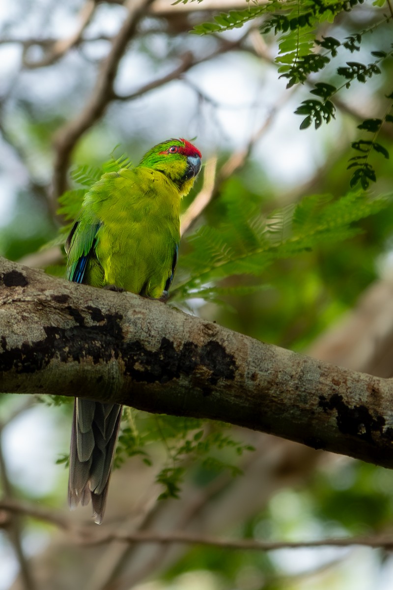 New Caledonian Parakeet - ML633387640