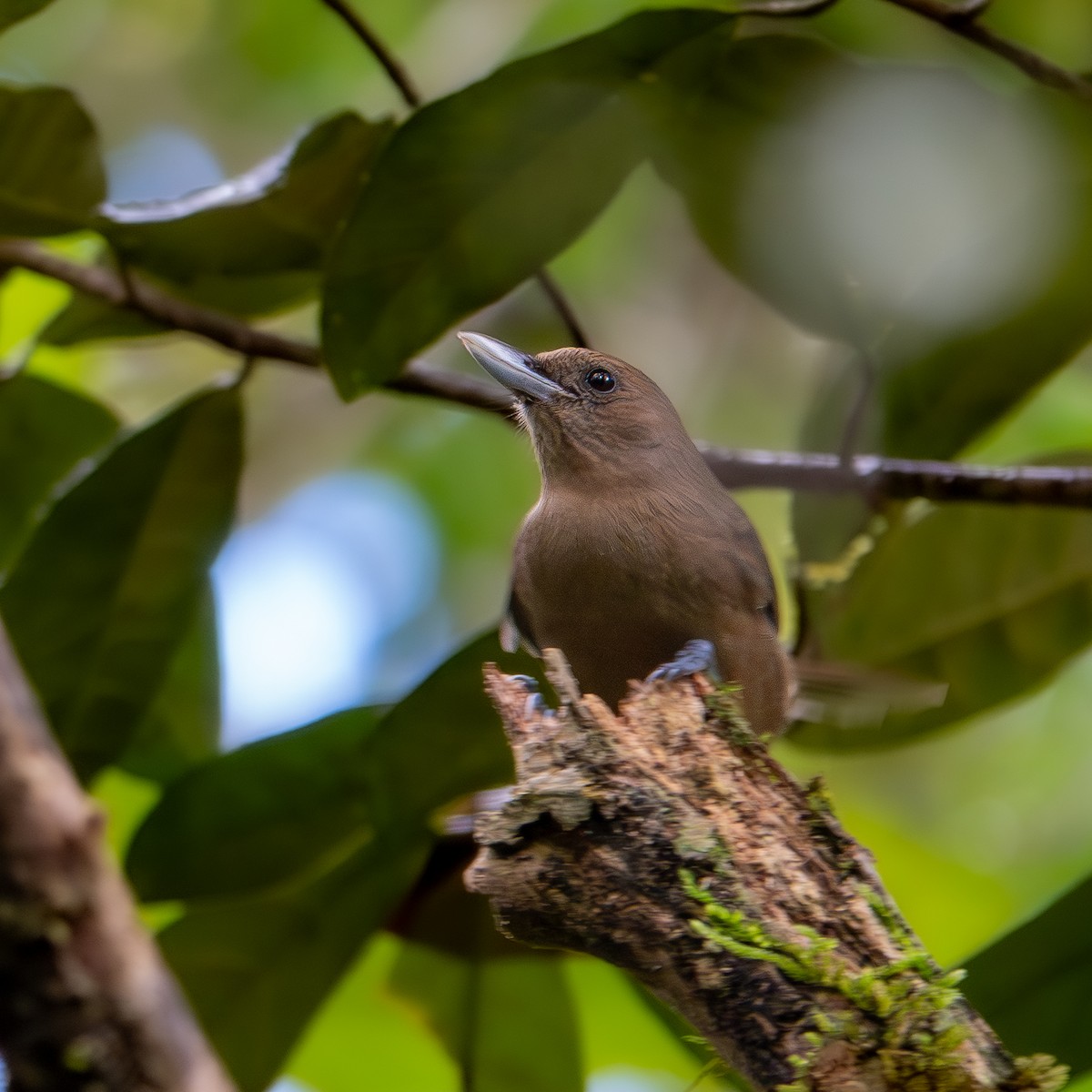 Southern Shrikebill - ML633387660