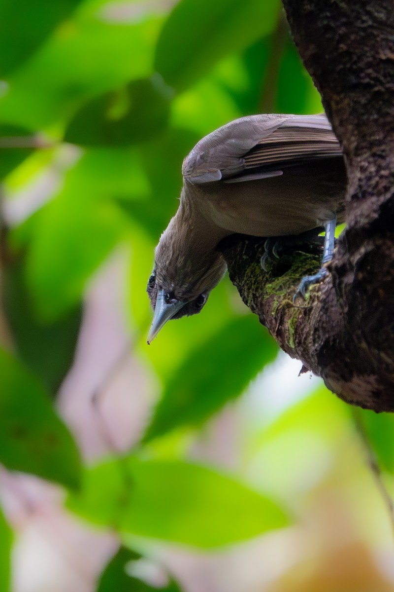 Southern Shrikebill - ML633387670