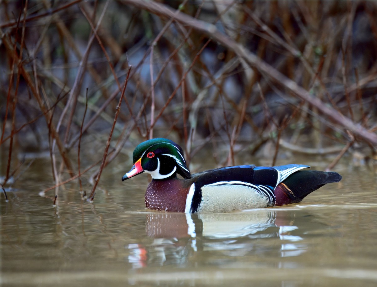 Wood Duck - ML633387675