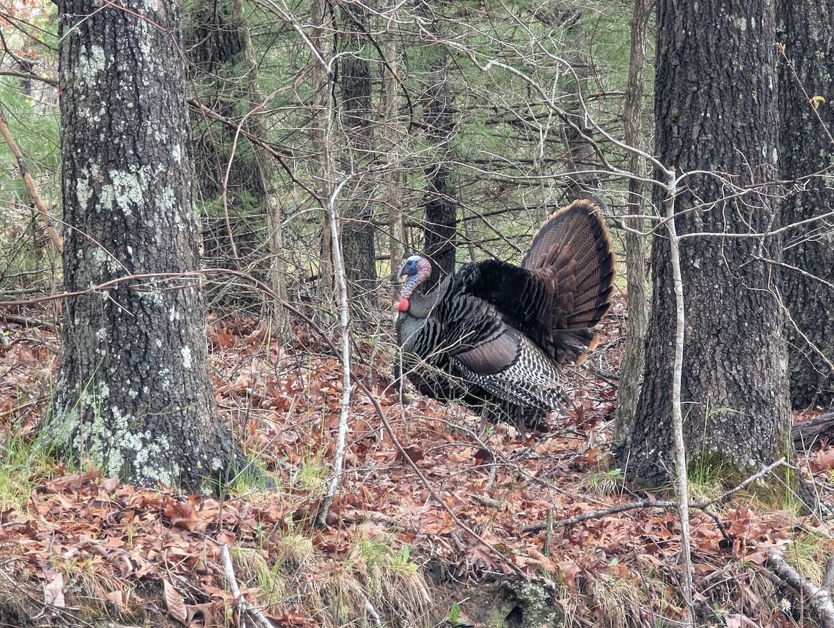 Wild Turkey - ML633387755