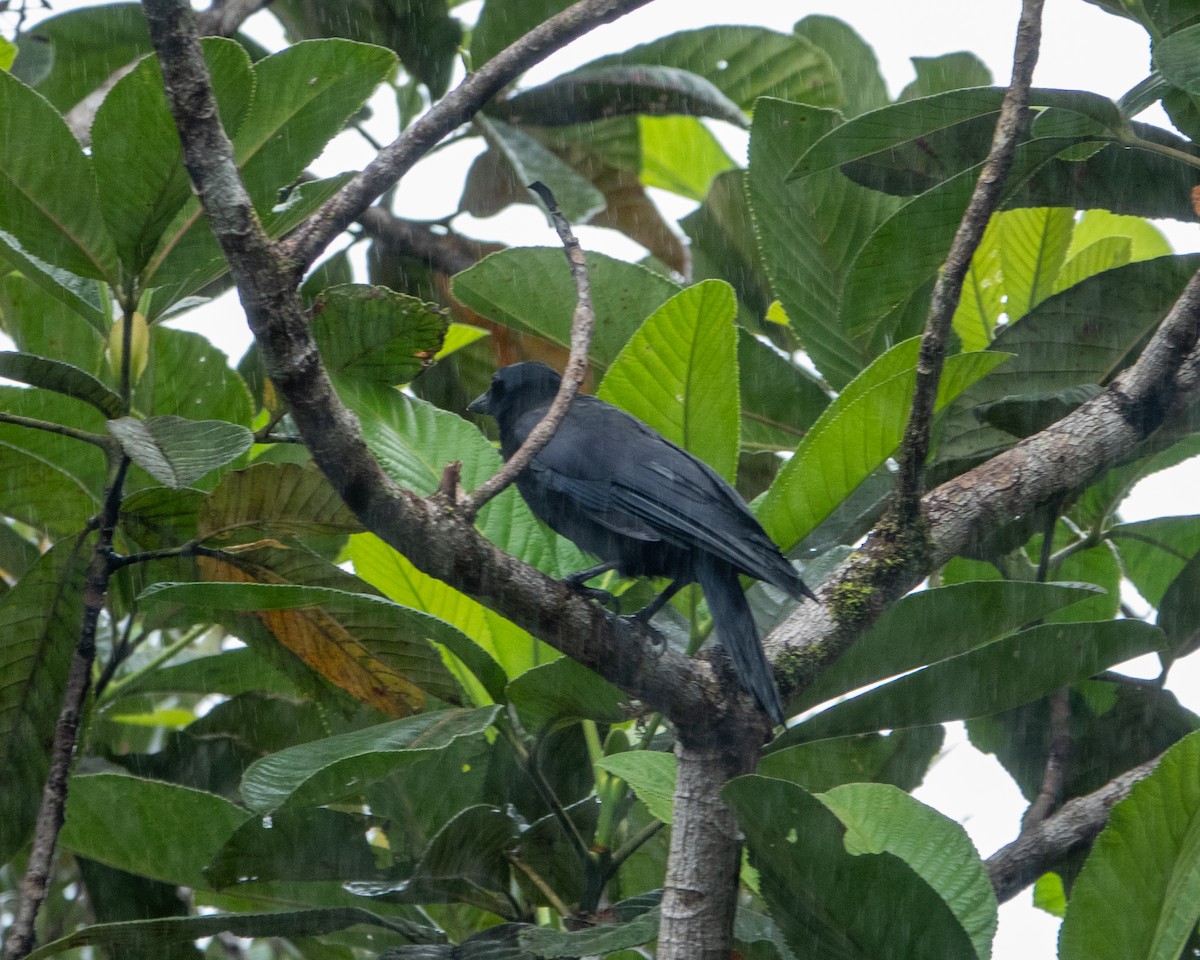 New Caledonian Crow - ML633387766