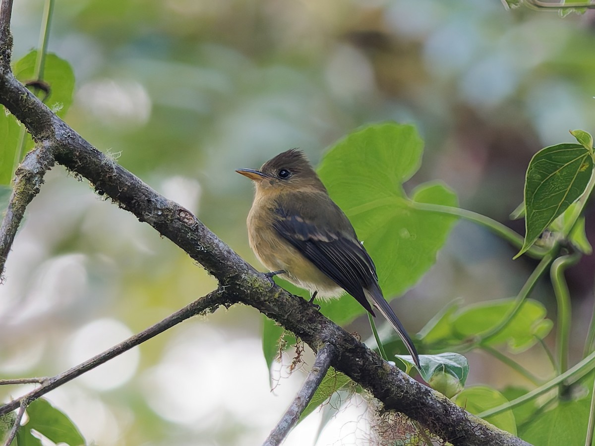 Ochraceous Pewee - ML633388130