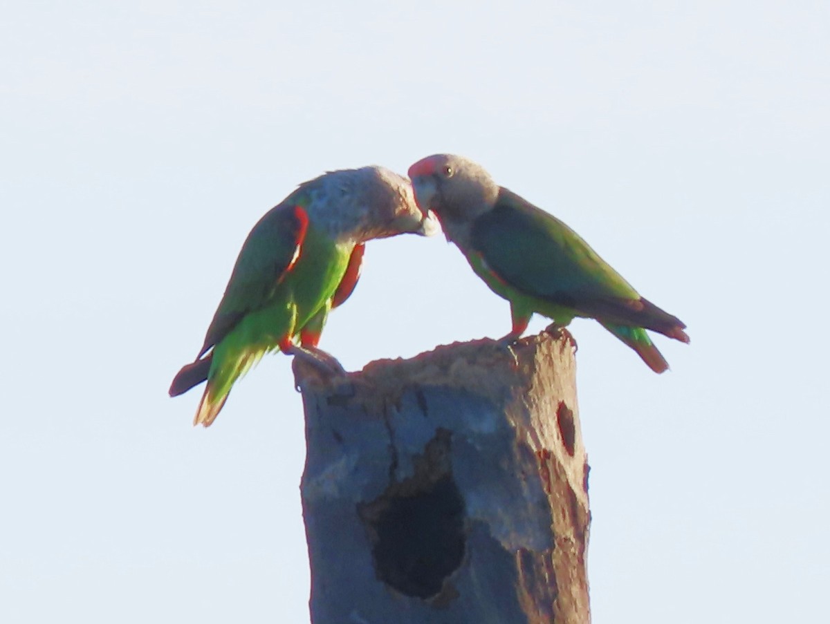 Brown-necked Parrot - ML633388176