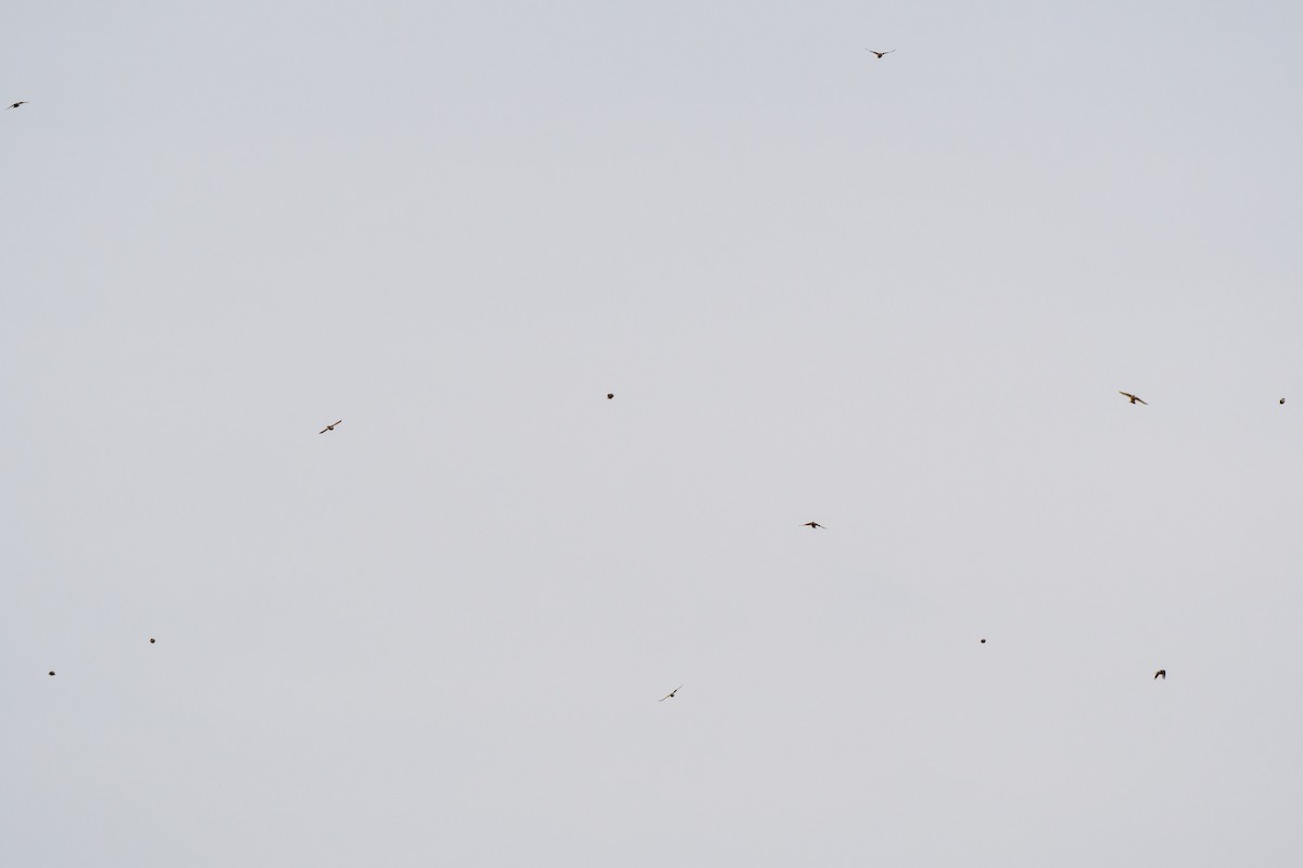 Smith's Longspur - ML633388274