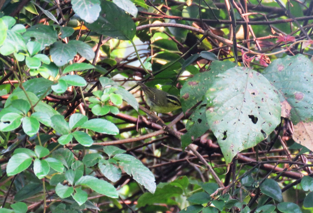 Limestone Leaf Warbler - ML633388293