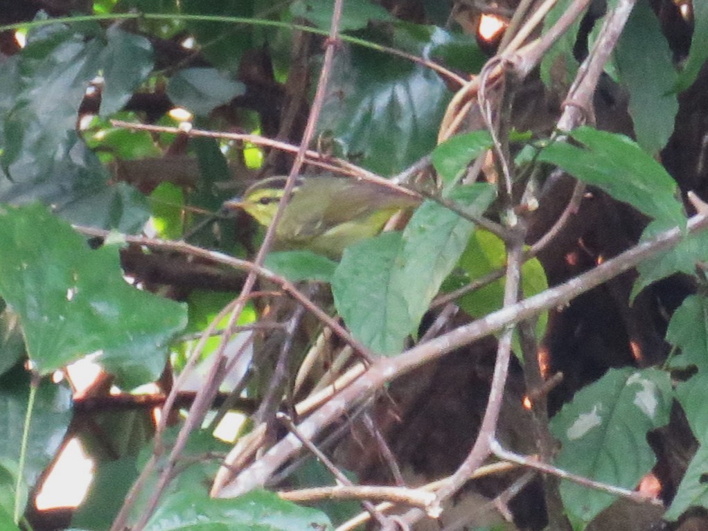 Limestone Leaf Warbler - ML633388297