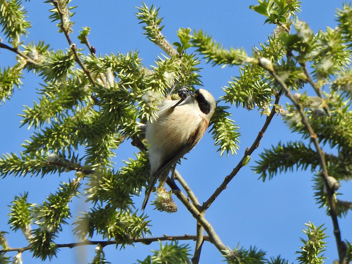 Eurasian Penduline-Tit - ML633388349