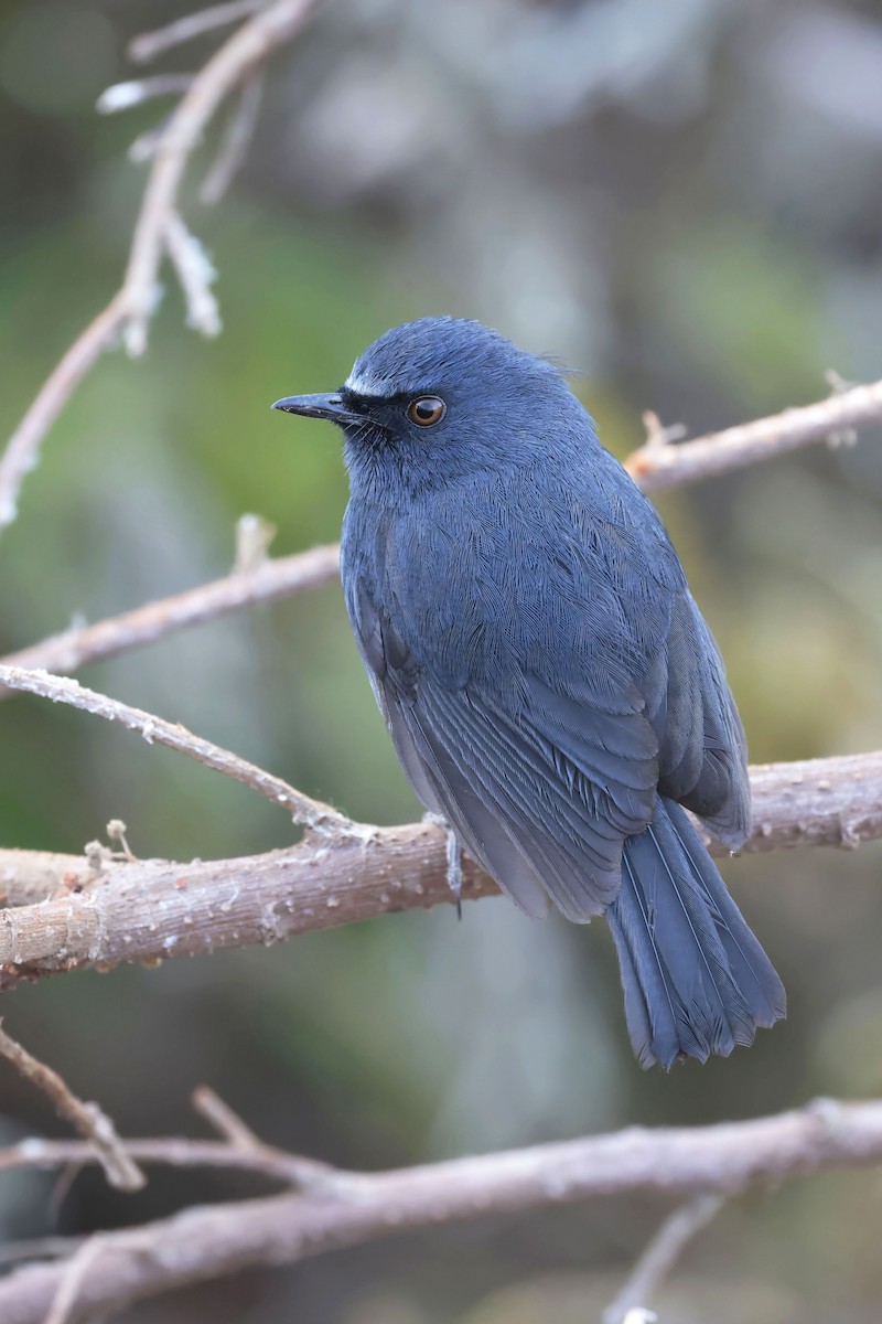 White-bellied Sholakili - ML633388449