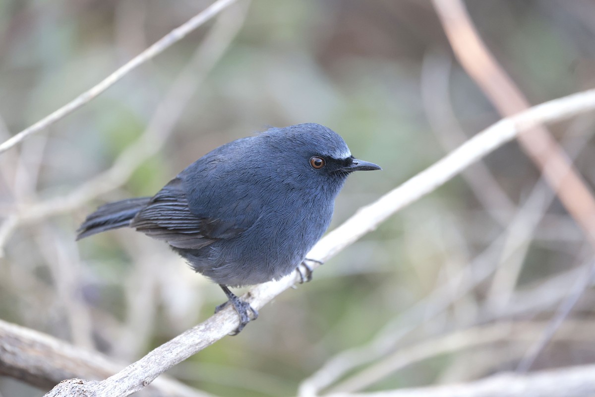 White-bellied Sholakili - ML633388450