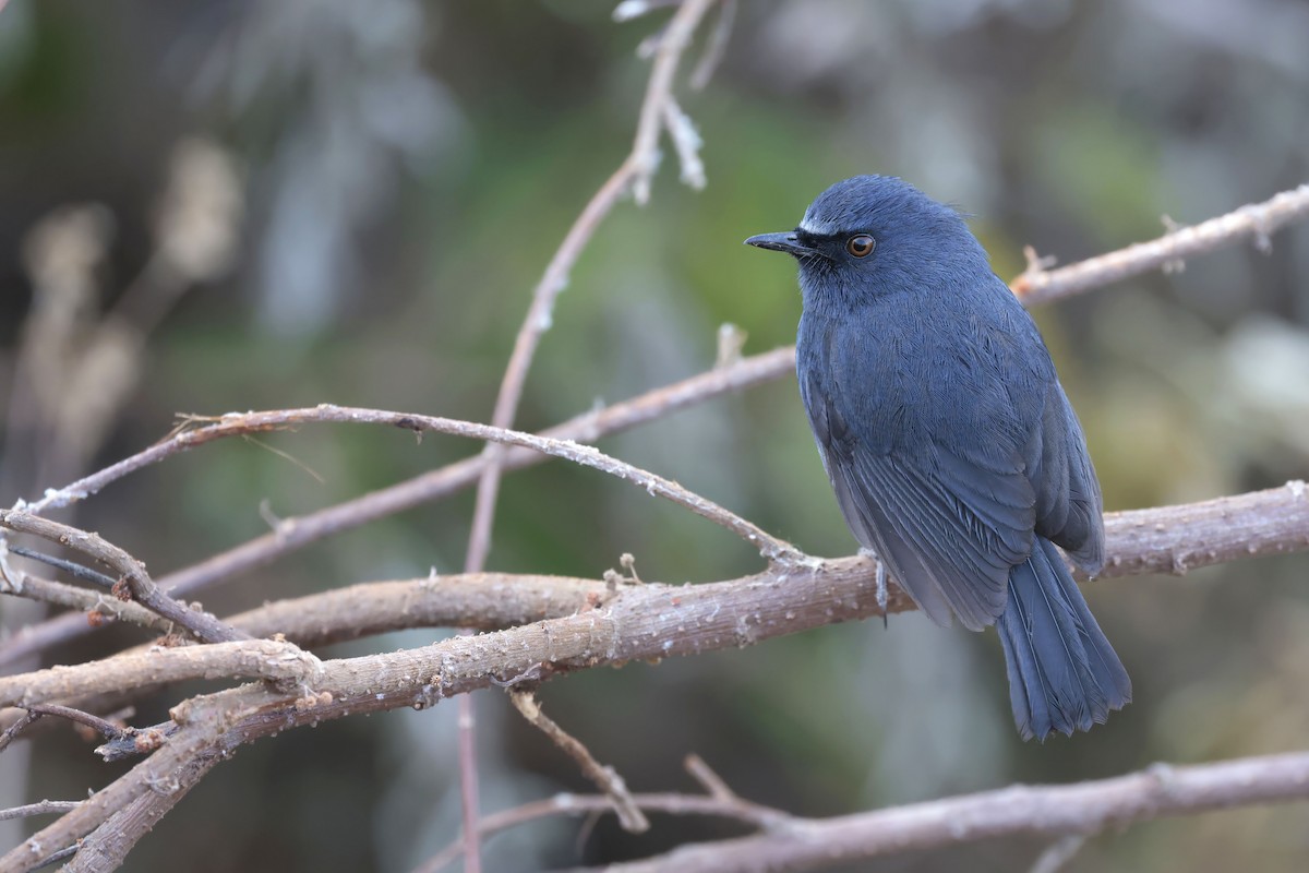 White-bellied Sholakili - ML633388451