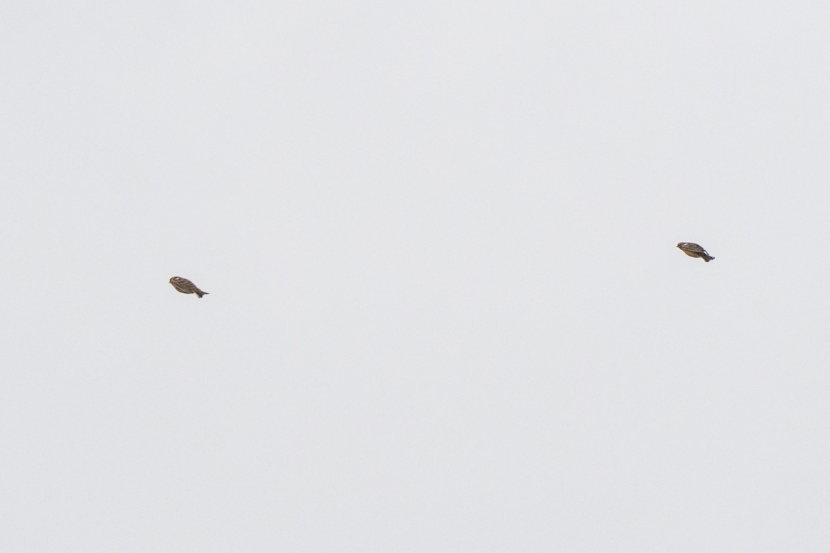 Smith's Longspur - ML633388481