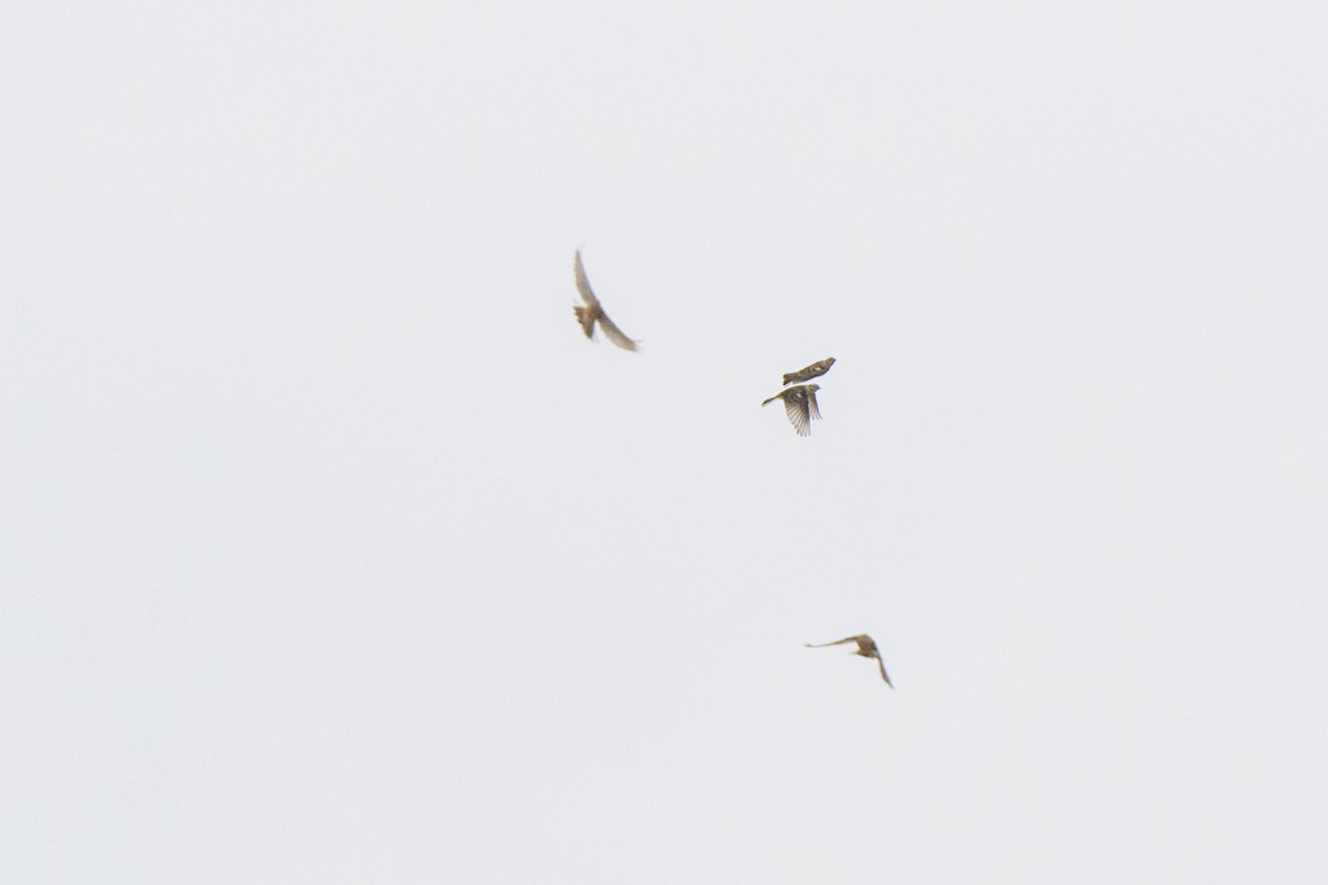 Smith's Longspur - ML633388482