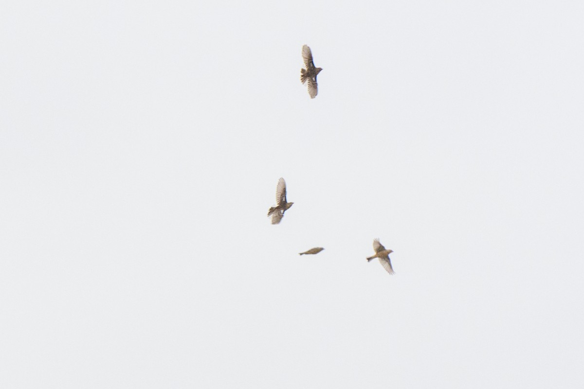 Smith's Longspur - ML633388483