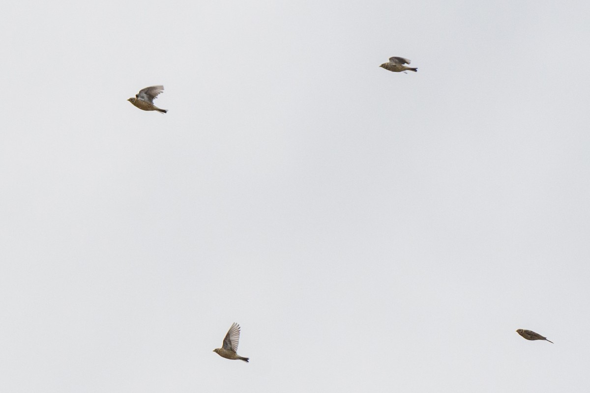 Smith's Longspur - ML633388484