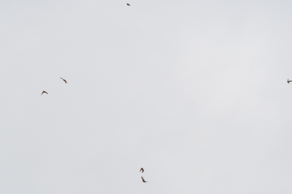 Smith's Longspur - ML633388487