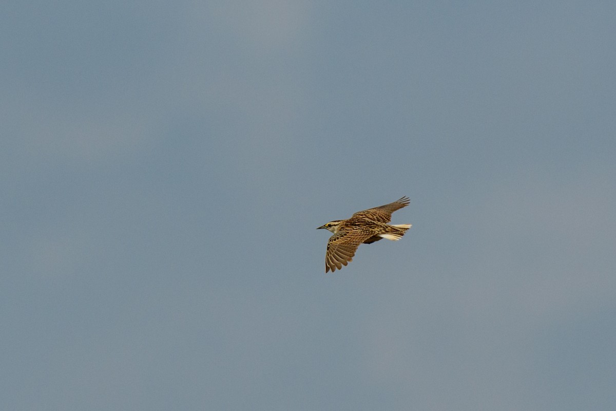 Eastern Meadowlark - ML633388559
