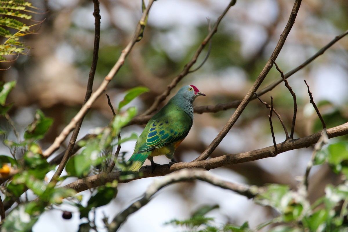 Mariana Fruit-Dove - ML633388779