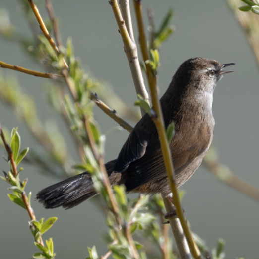 Cetti's Warbler - ML633388827