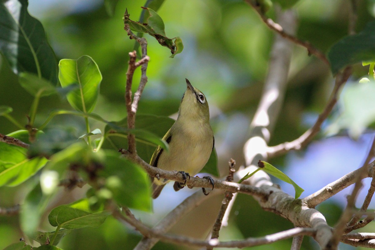 Bridled White-eye - ML633388841