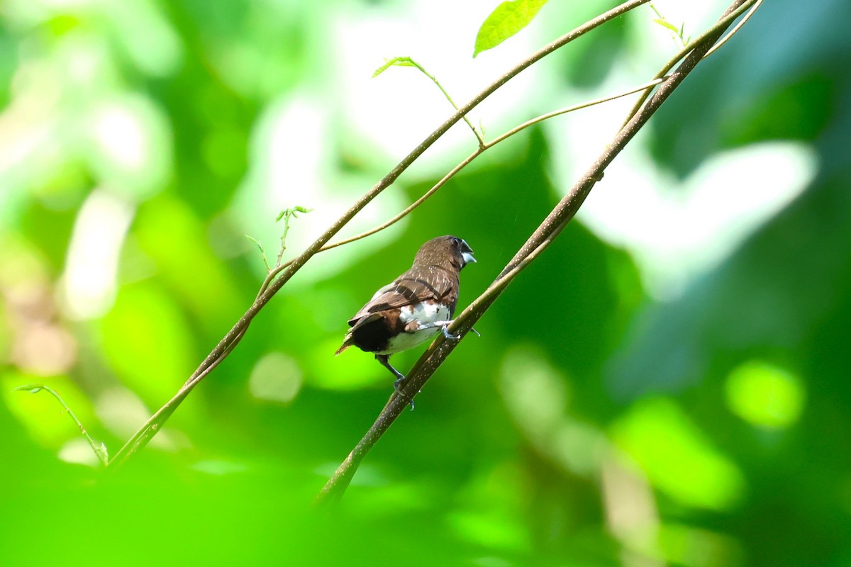 White-bellied Munia - ML633388845