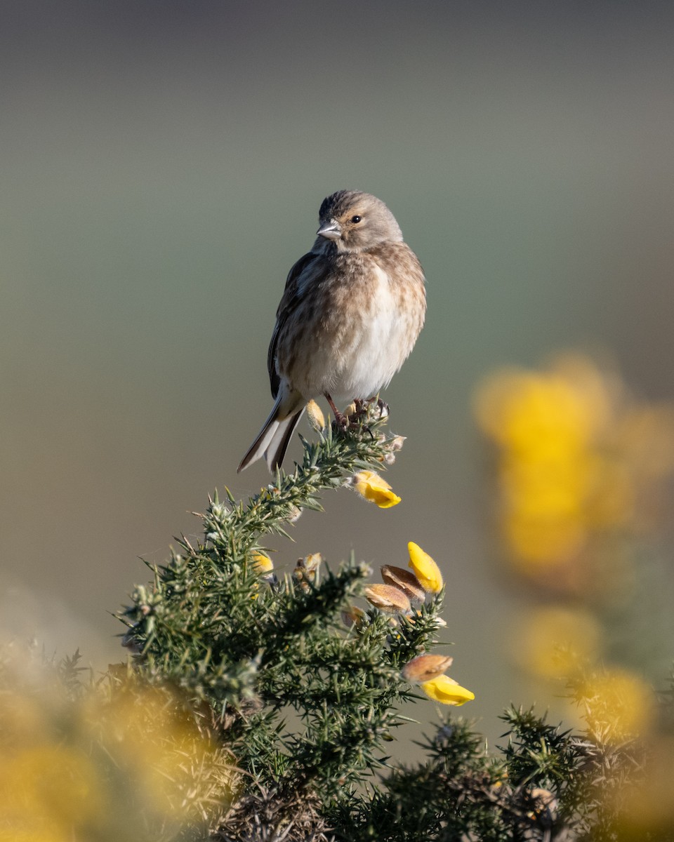Eurasian Linnet - ML633388848