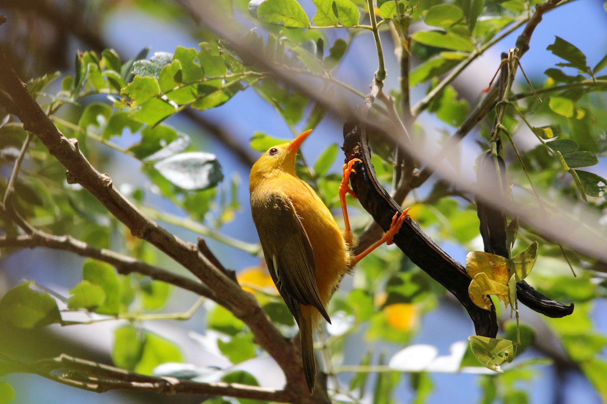 Golden White-eye - ML633388851
