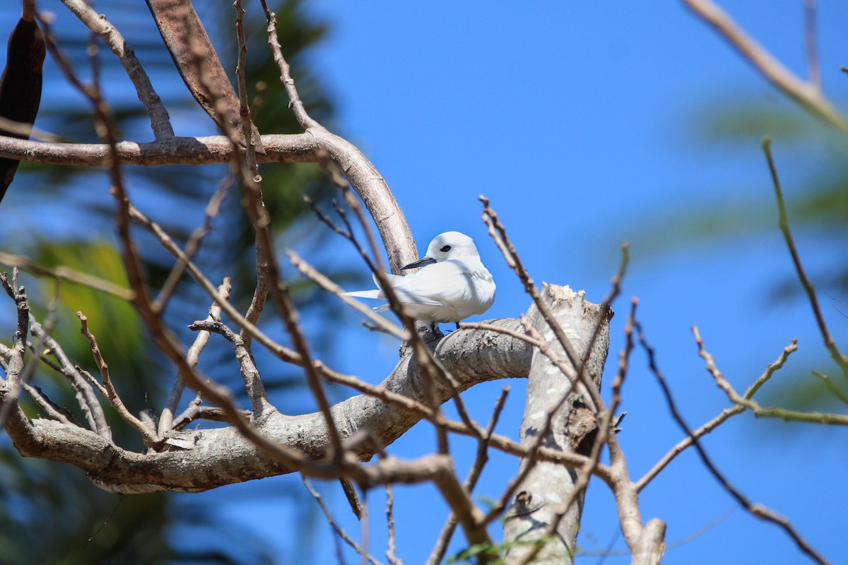 White Tern - ML633388861