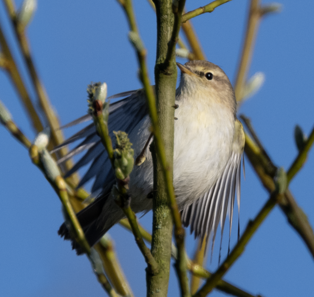 Common Chiffchaff - ML633388882
