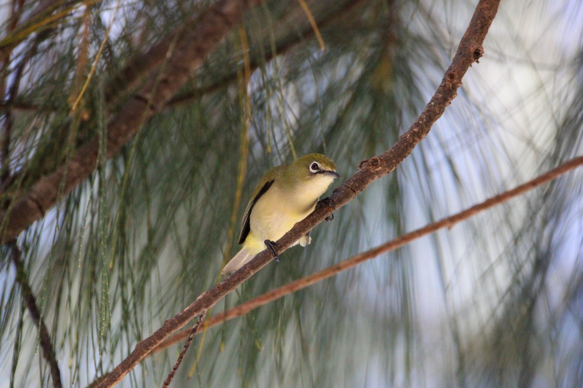 Bridled White-eye - ML633388941