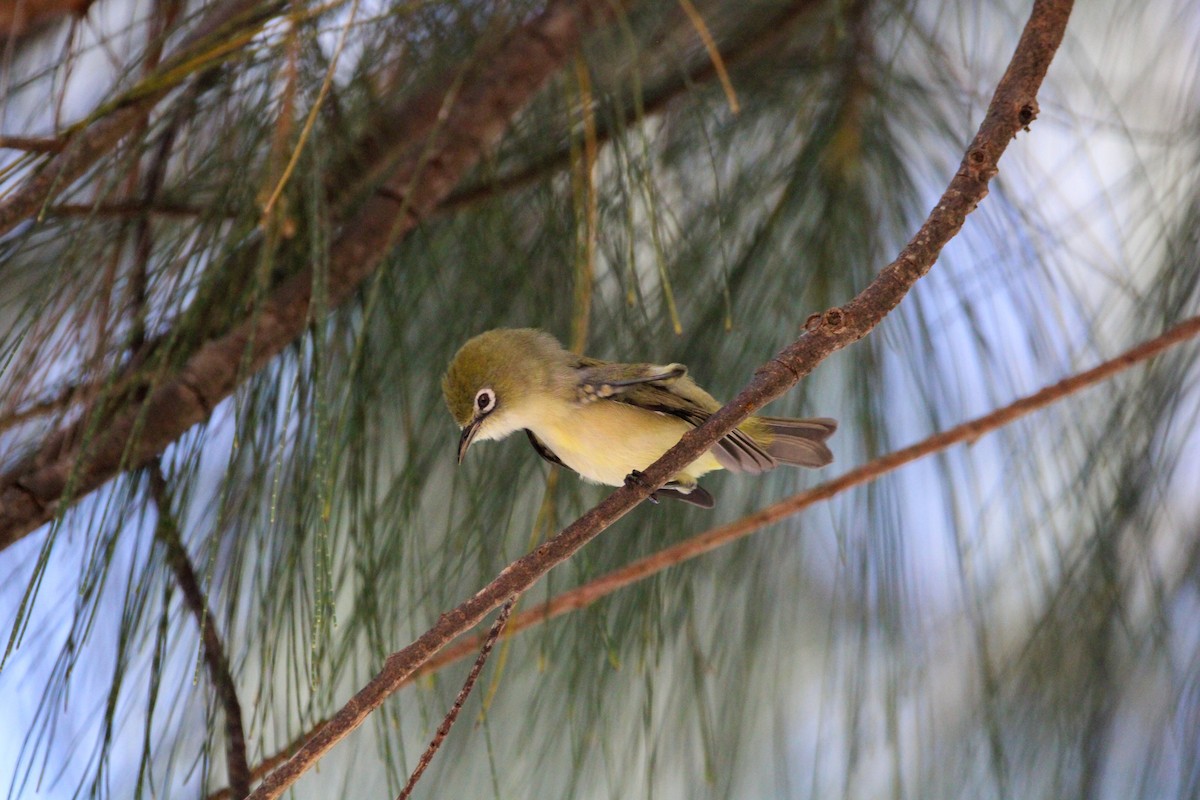 Bridled White-eye - ML633388943