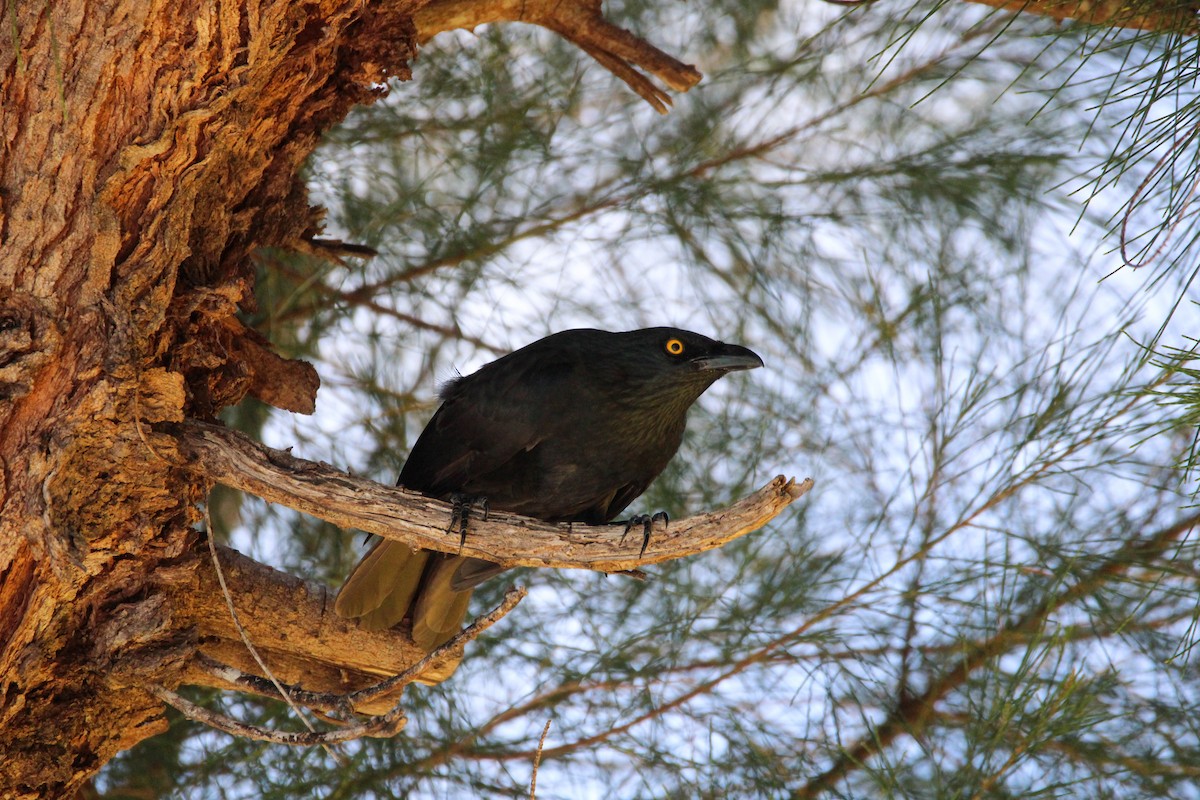 Micronesian Starling - ML633388967