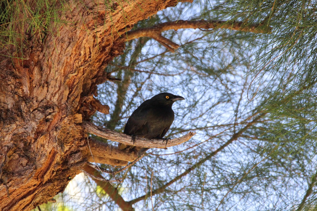 Micronesian Starling - ML633388968
