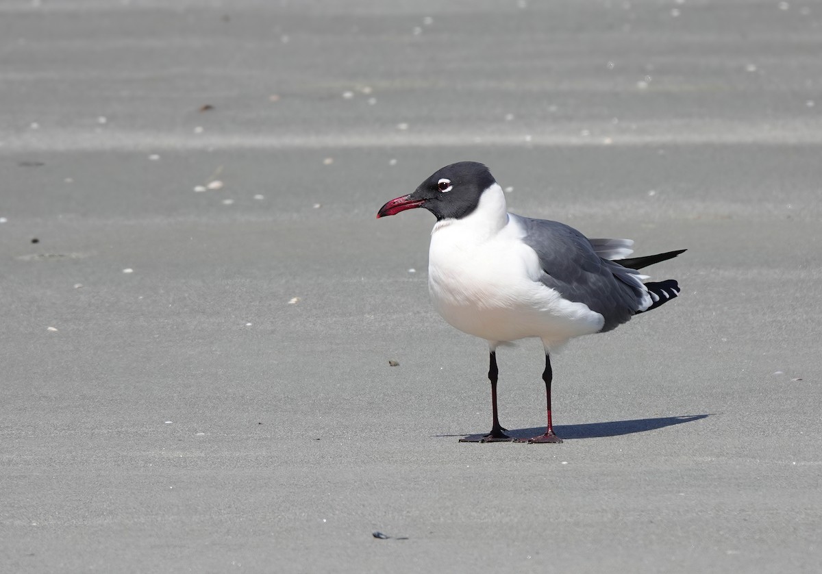 Mouette atricille - ML633389148