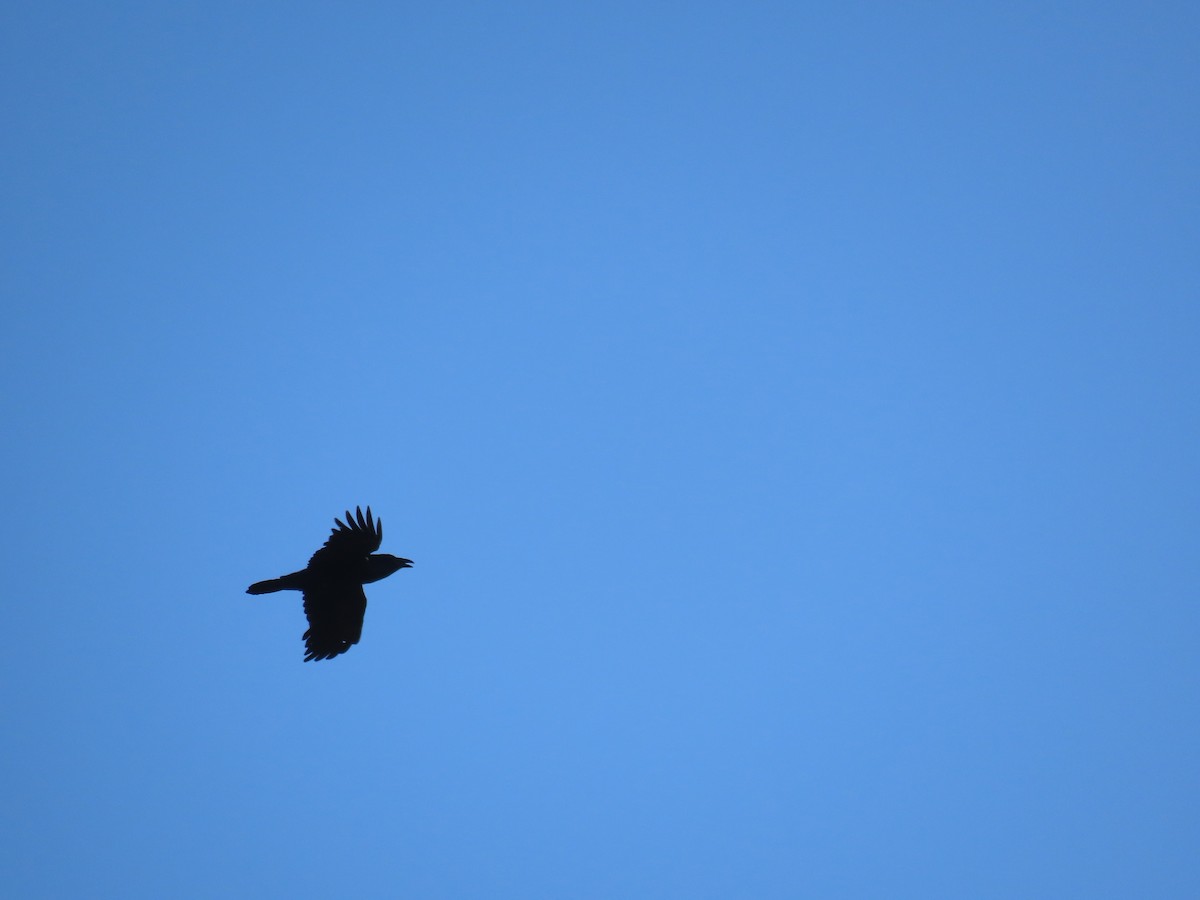 Common Raven - ML633389410