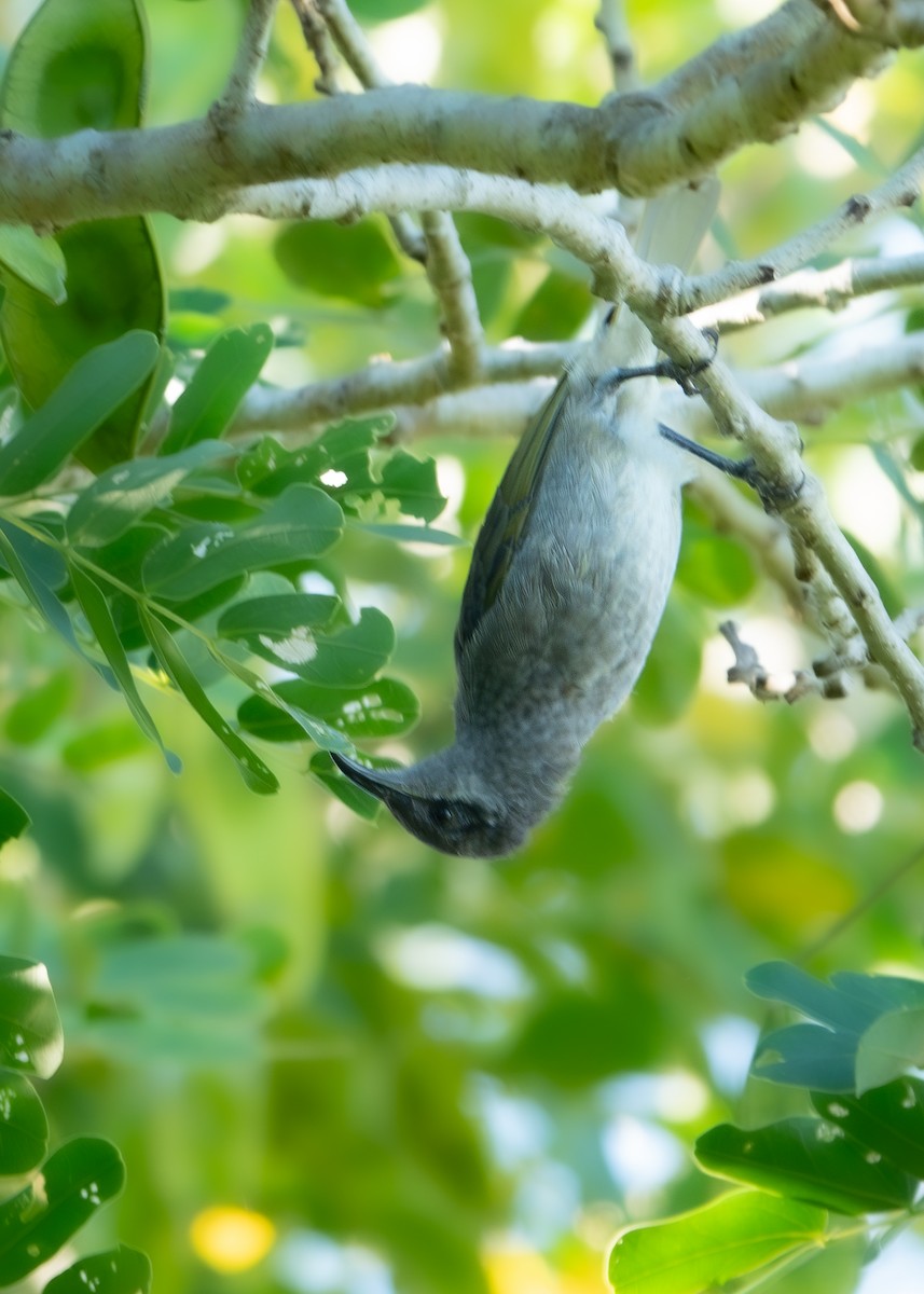 Dark-brown Honeyeater - ML633389486