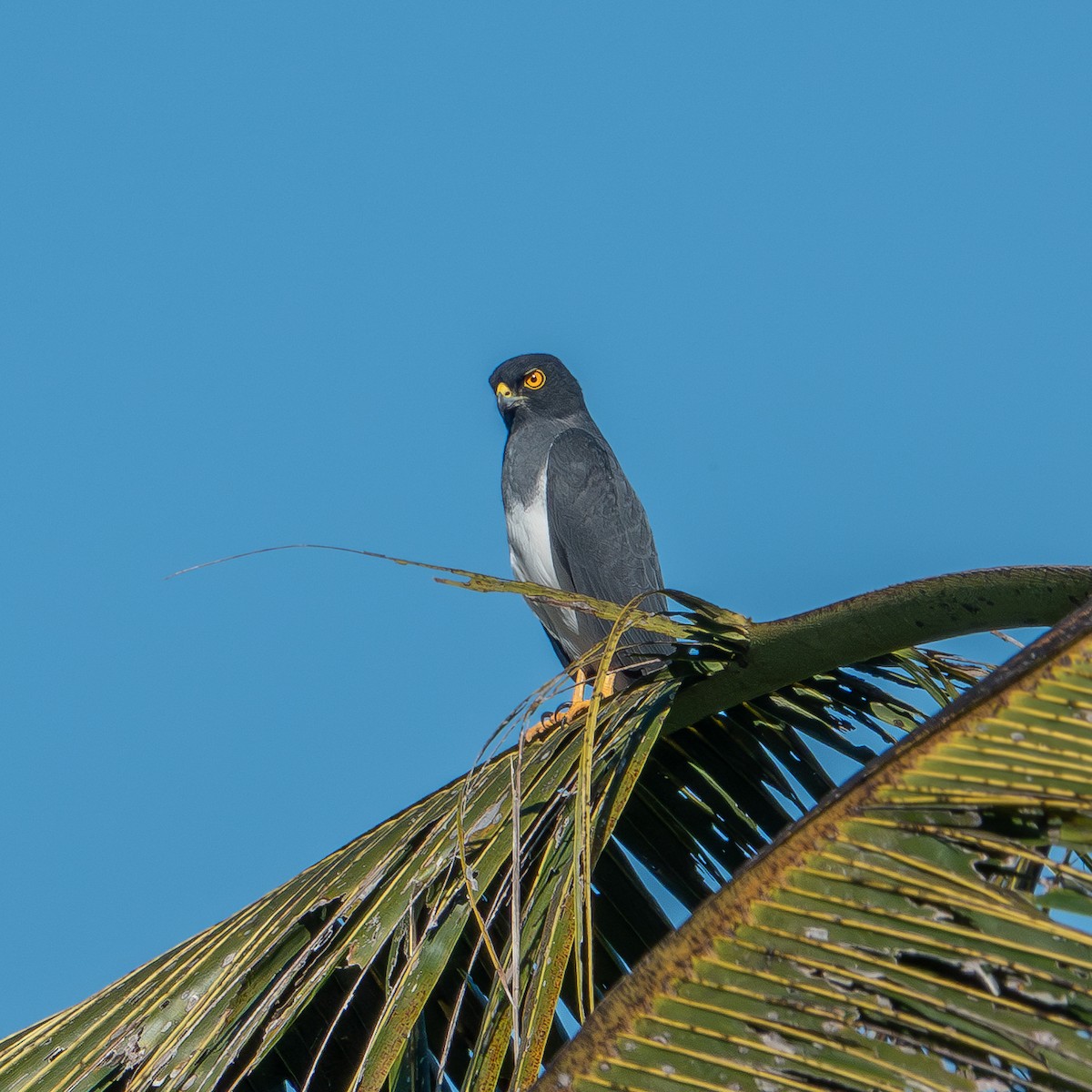 New Caledonian Goshawk - ML633389494