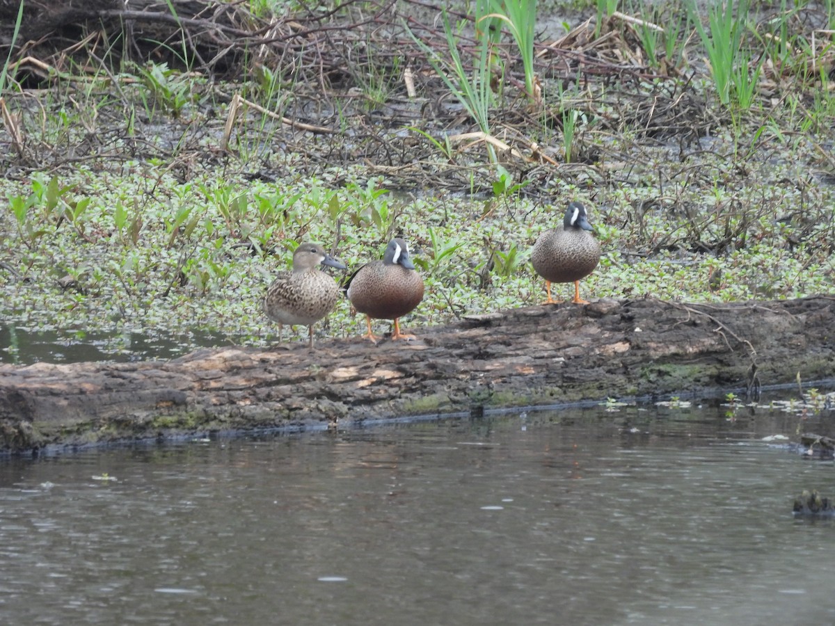 Blue-winged Teal - ML633389637