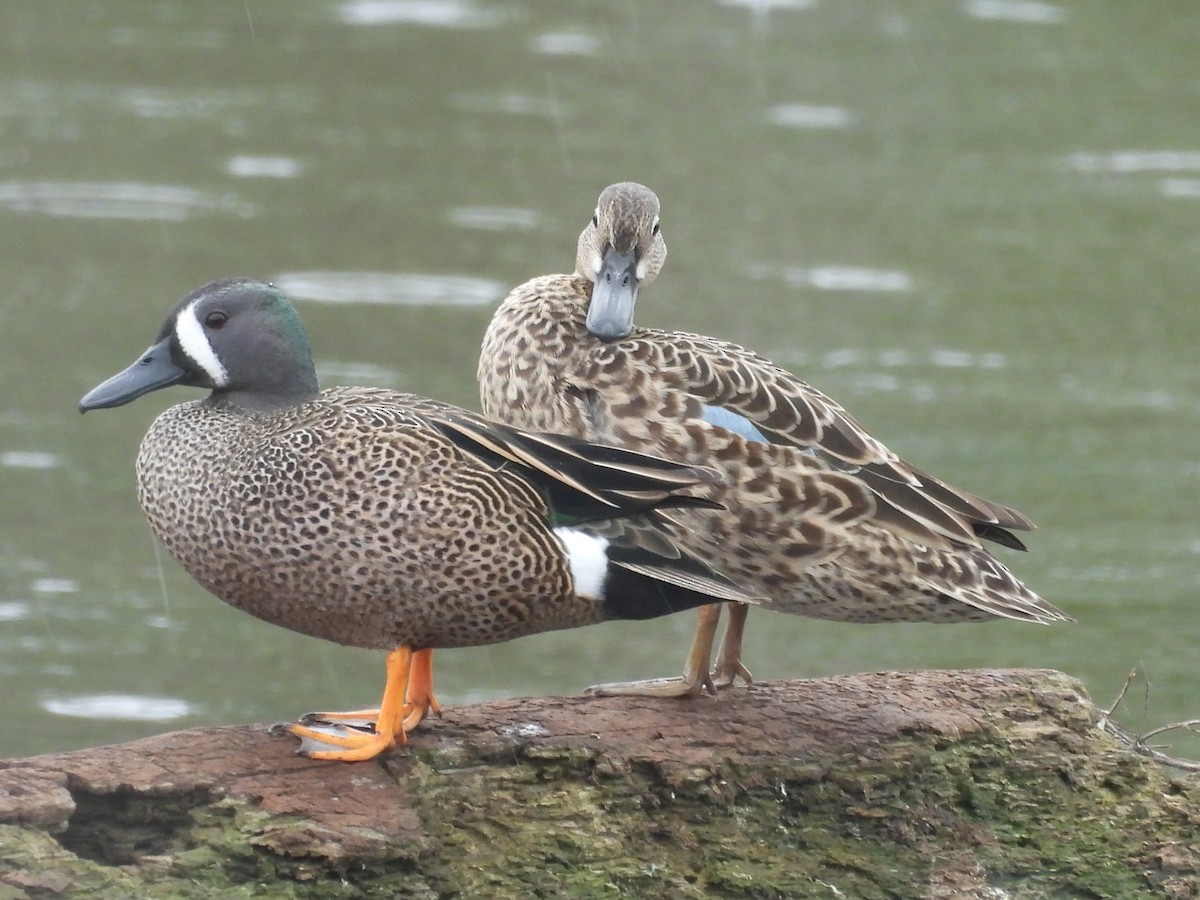 Blue-winged Teal - ML633389638