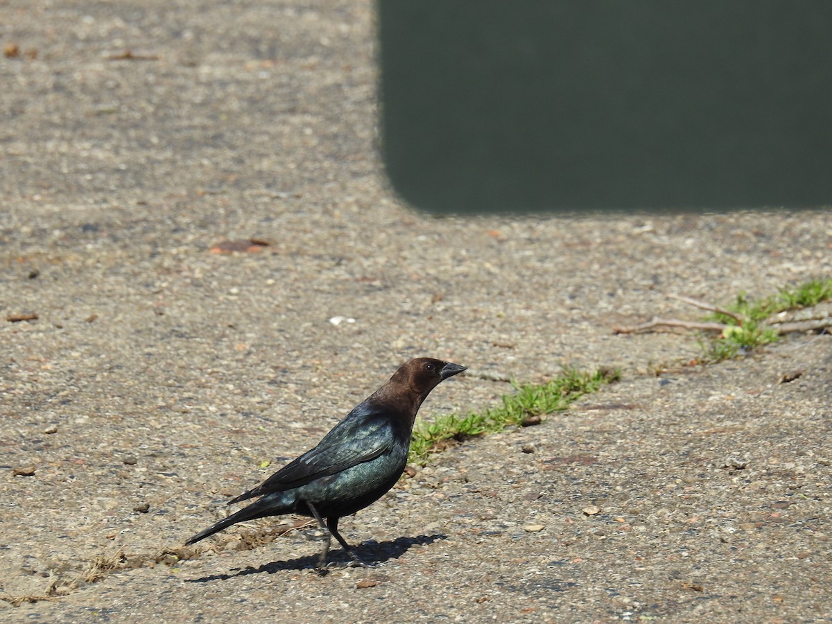 Brown-headed Cowbird - ML633389705
