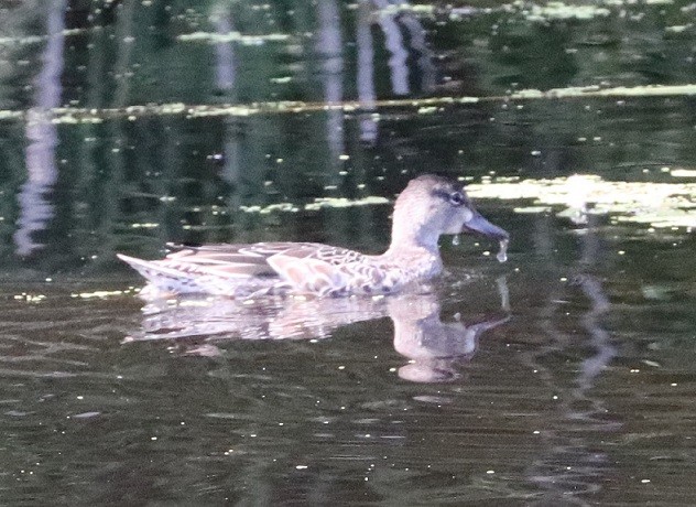 Blue-winged Teal - ML633389741