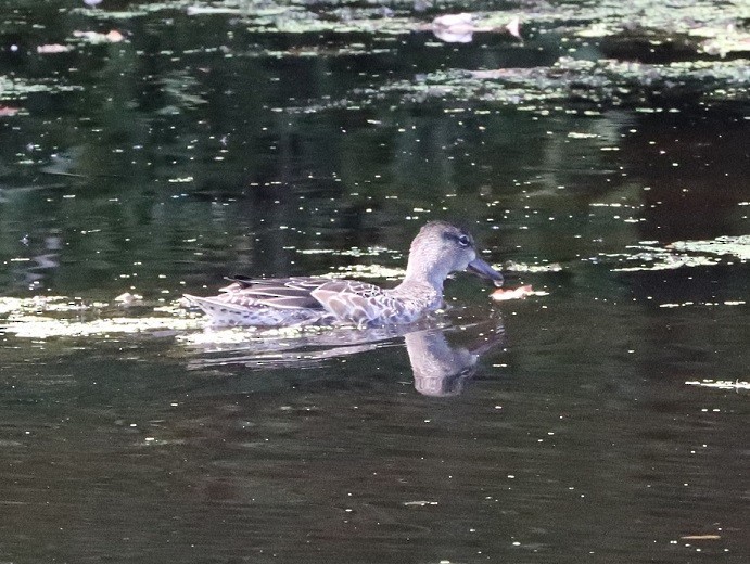 Blue-winged Teal - ML633389742
