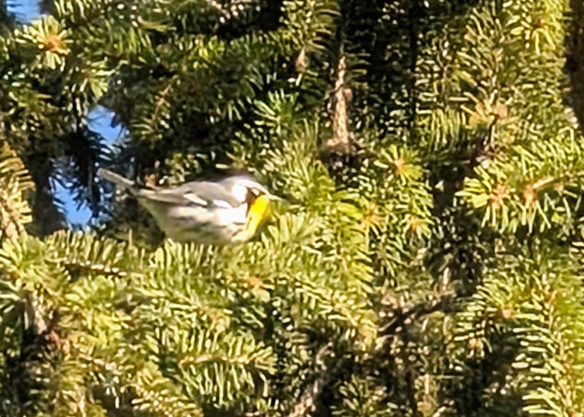 Yellow-throated Warbler - ML633389758
