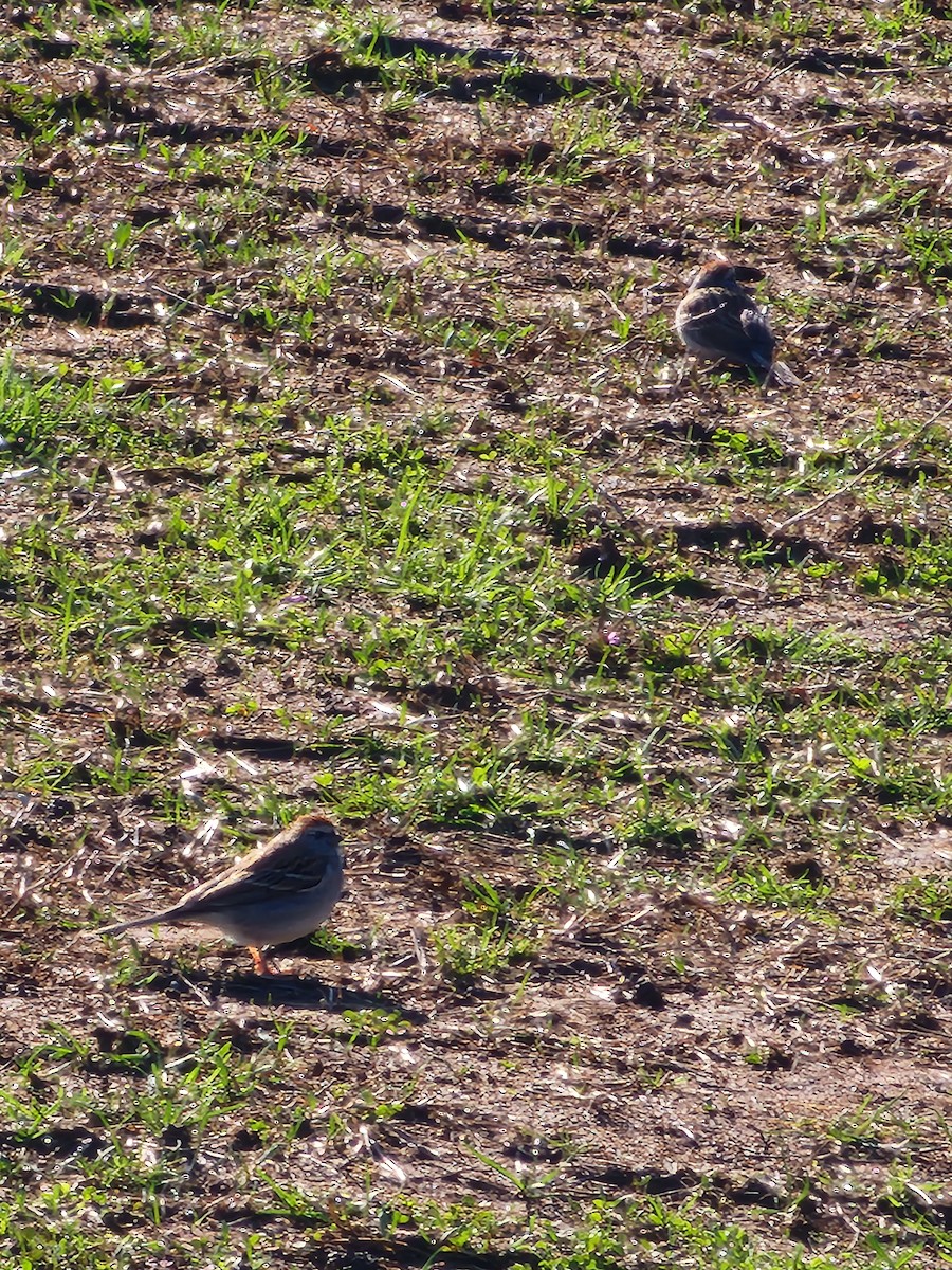 Chipping Sparrow - ML633389769