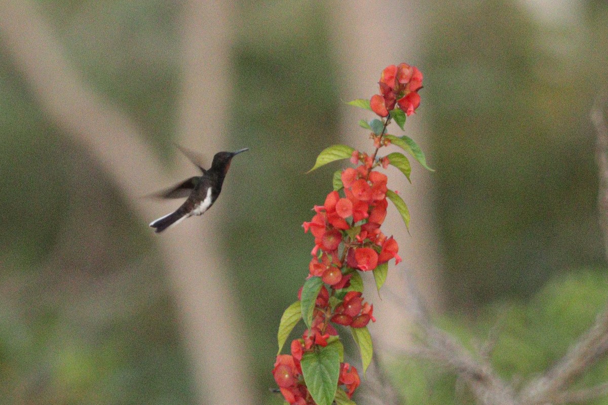 Black Jacobin - ML633389838