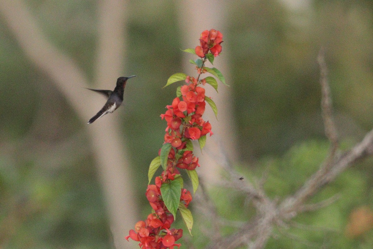 Black Jacobin - ML633389839