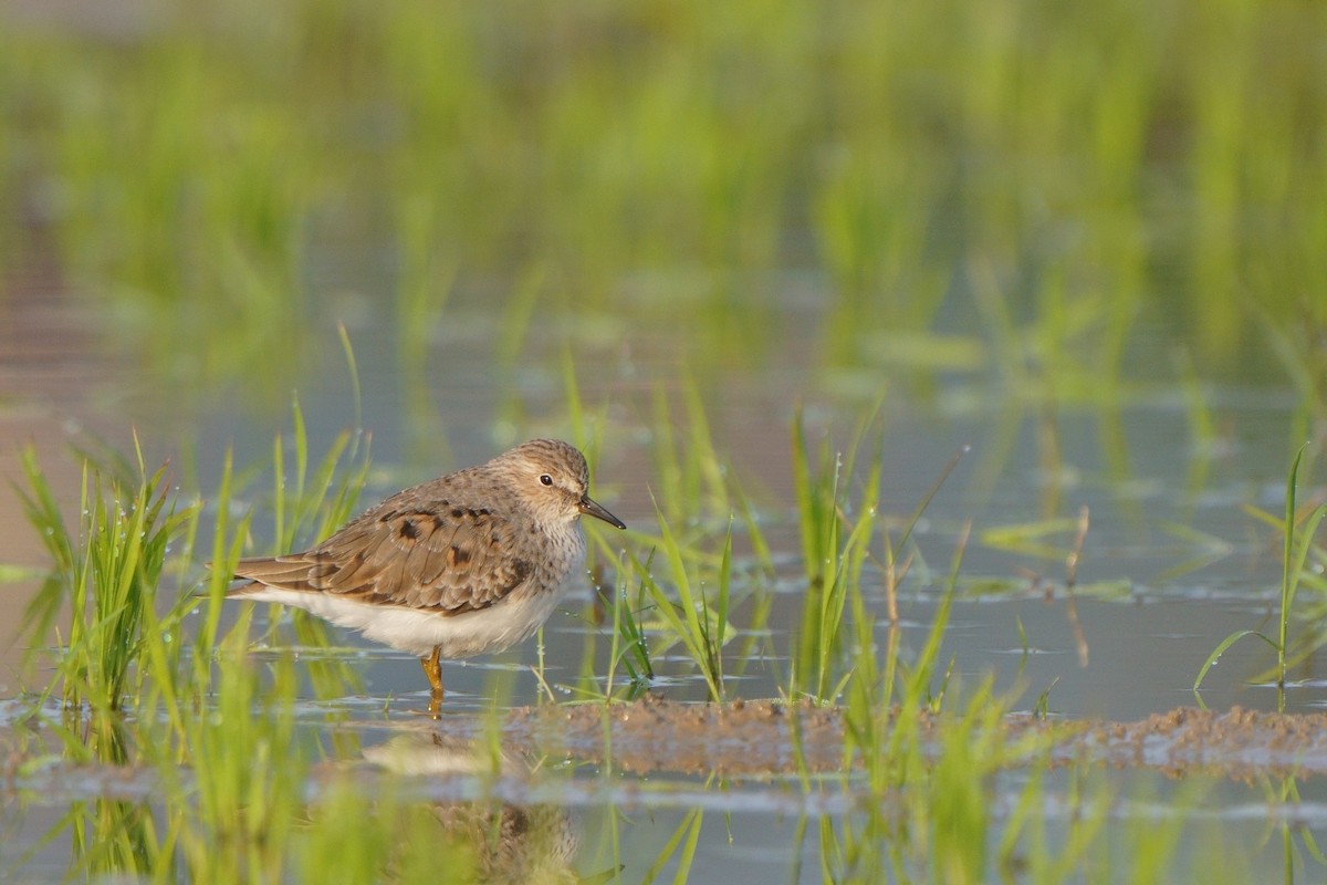 Temminck's Stint - ML633389894
