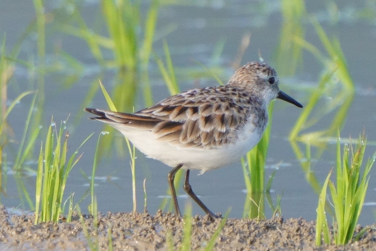 Little Stint - ML633389898