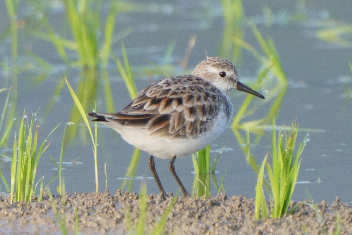 Little Stint - ML633389899